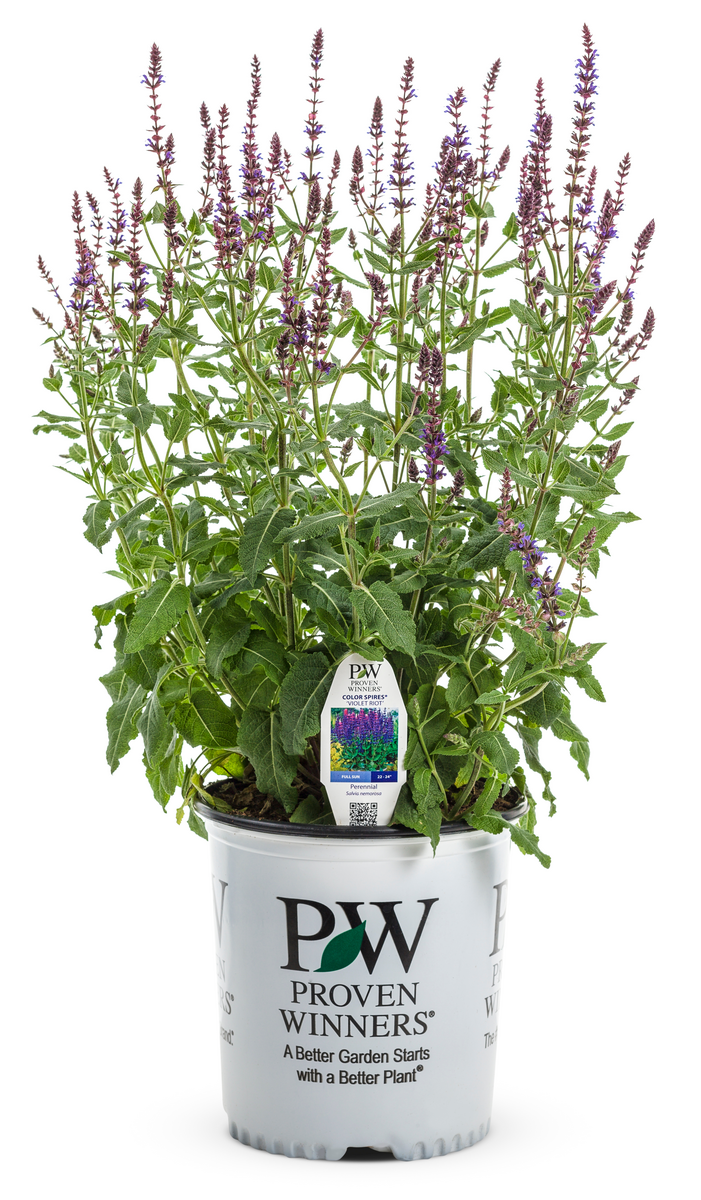 Color Spires® 'Violet Riot' Perennial Salvia