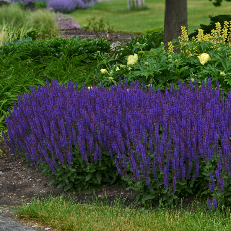 Color Spires® 'Violet Riot' Perennial Salvia
