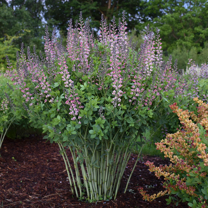 Decadence® Deluxe Pink Truffles False Indigo (Baptisia hybrid)