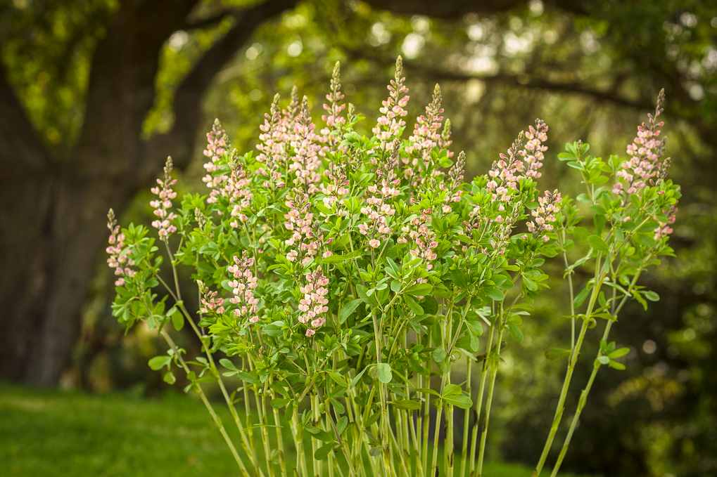 Decadence® Deluxe Pink Truffles False Indigo (Baptisia hybrid)