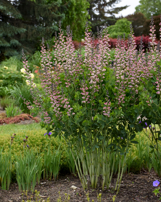 Decadence® Deluxe Pink Truffles False Indigo (Baptisia hybrid)