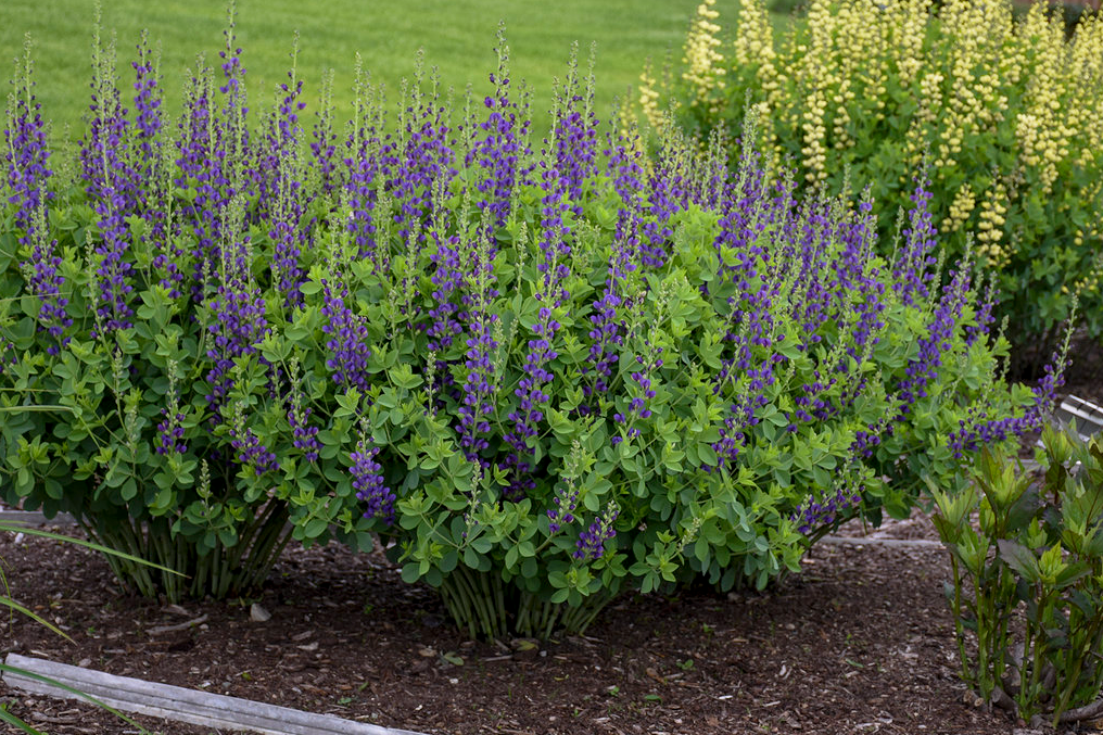 Decadence® 'Sparkling Sapphires' False Indigo (Baptisia hybrid)