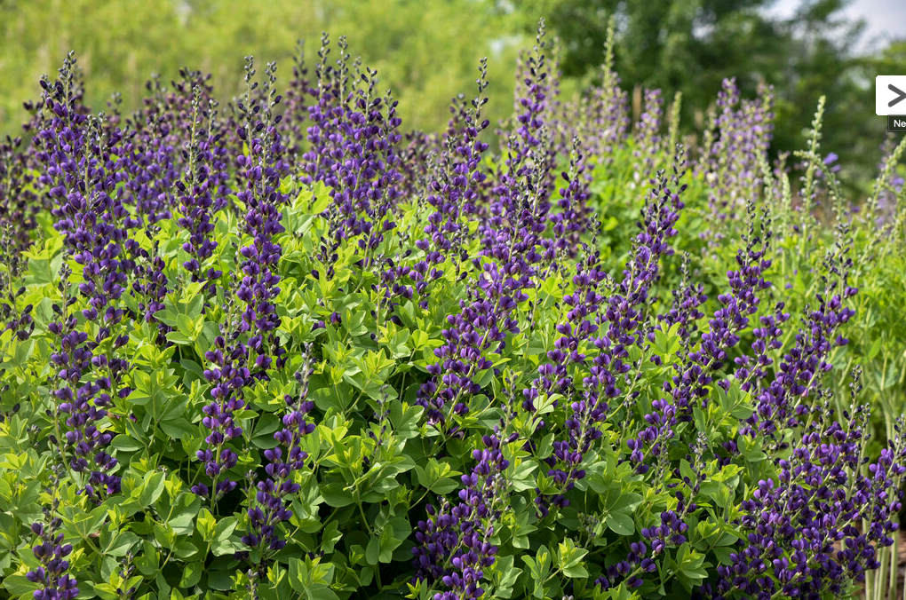 Decadence® 'Sparkling Sapphires' False Indigo (Baptisia hybrid)