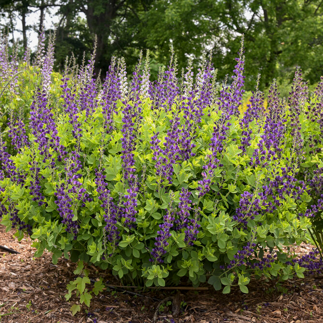 Decadence® 'Sparkling Sapphires' False Indigo (Baptisia hybrid)