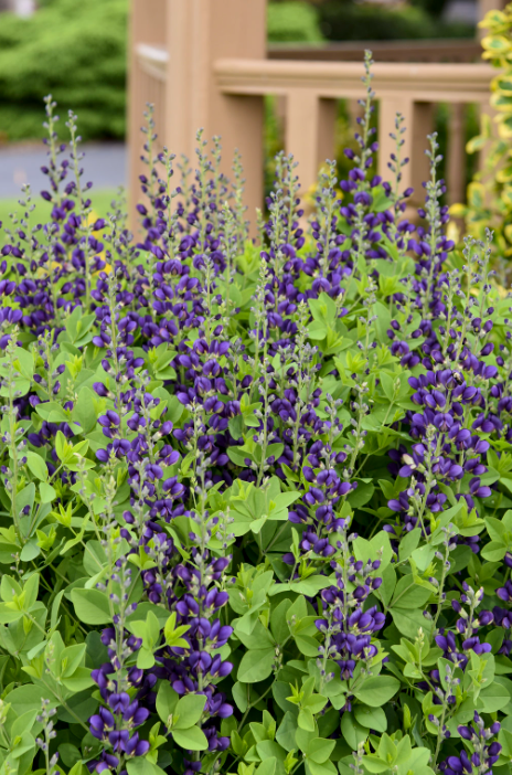 Decadence® 'Sparkling Sapphires' False Indigo (Baptisia hybrid)