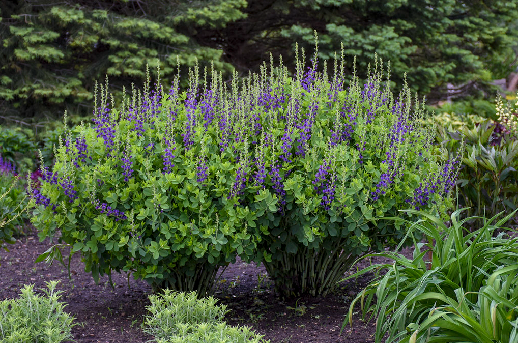 Decadence® 'Sparkling Sapphires' False Indigo (Baptisia hybrid)