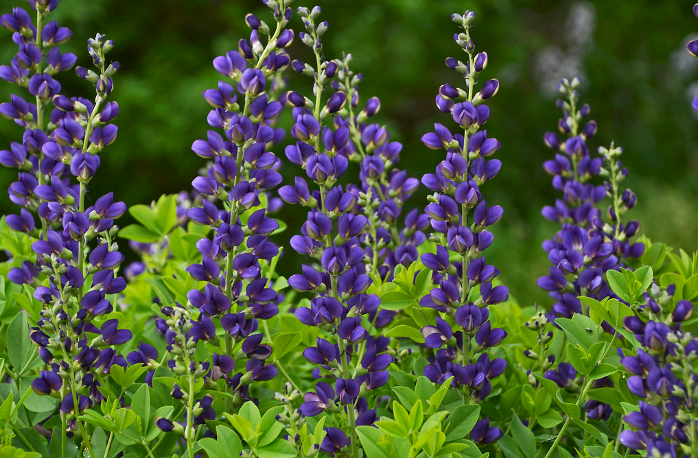 Decadence® 'Sparkling Sapphires' False Indigo (Baptisia hybrid)