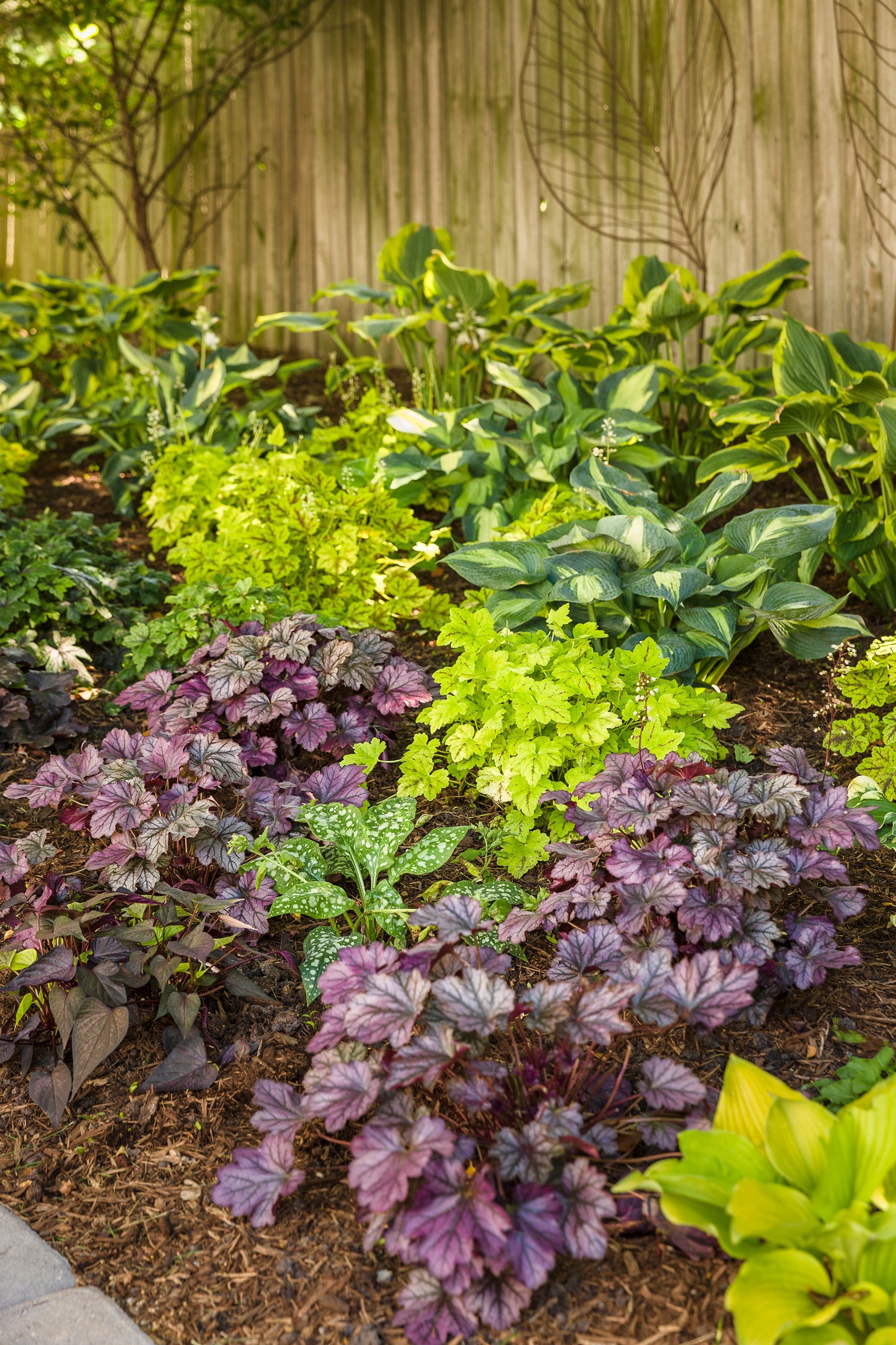 Proven Winners® Perennial Plants|Hosta - Shadowland Seducer 3
