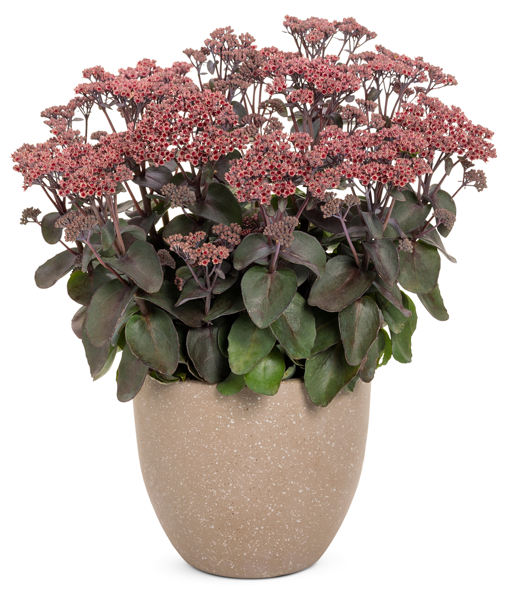 Rock 'N Grow® 'Back in Black' Stonecrop (Sedum)