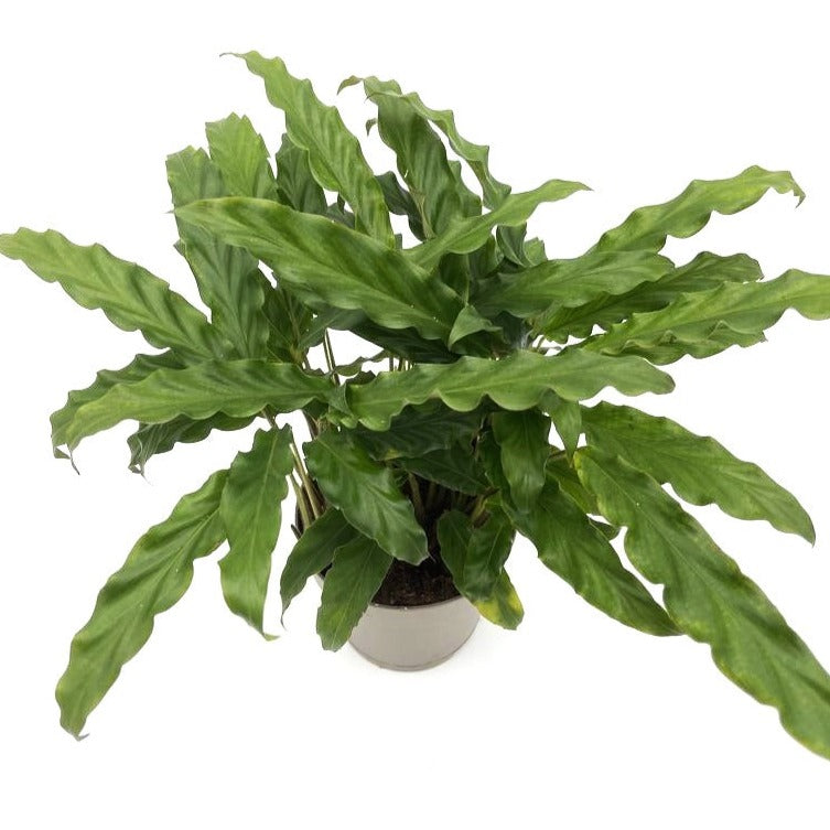 Color Full® Soft Kitty™ Furry Feather Calathea (Goeppertia rufibarba)