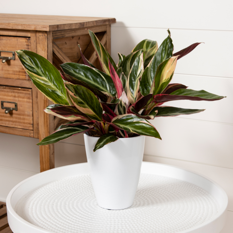 Socialite™ Trio Star (Stromanthe sanguinea)