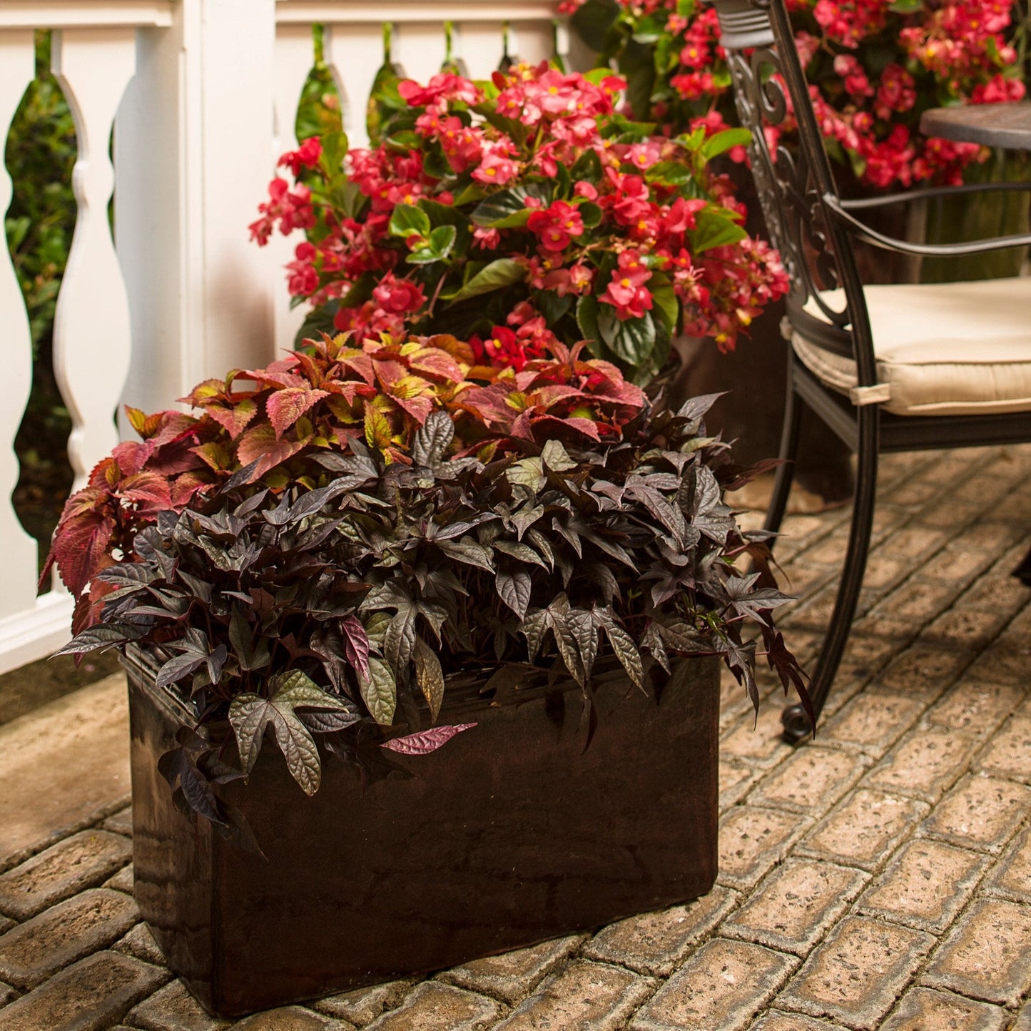 Annual Plants|Ipomoea - Sweet Caroline Raven Sweet Potato Vine 2