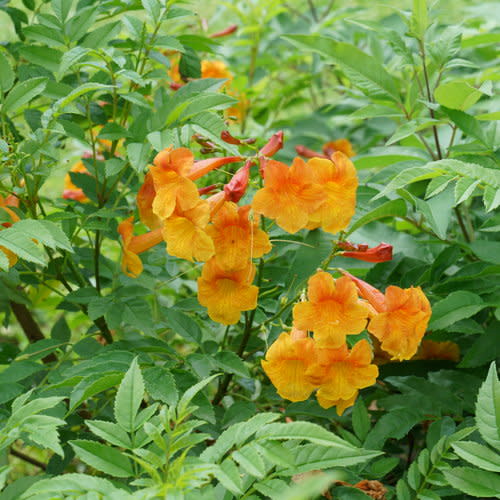 Esperanza | Chicklet® Orange | Proven Winners® Shrubs – Proven