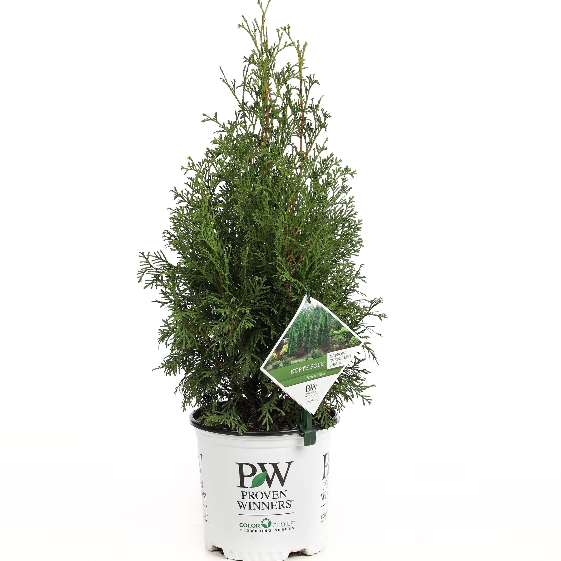 North Pole Thuja in 1 gallon pot.