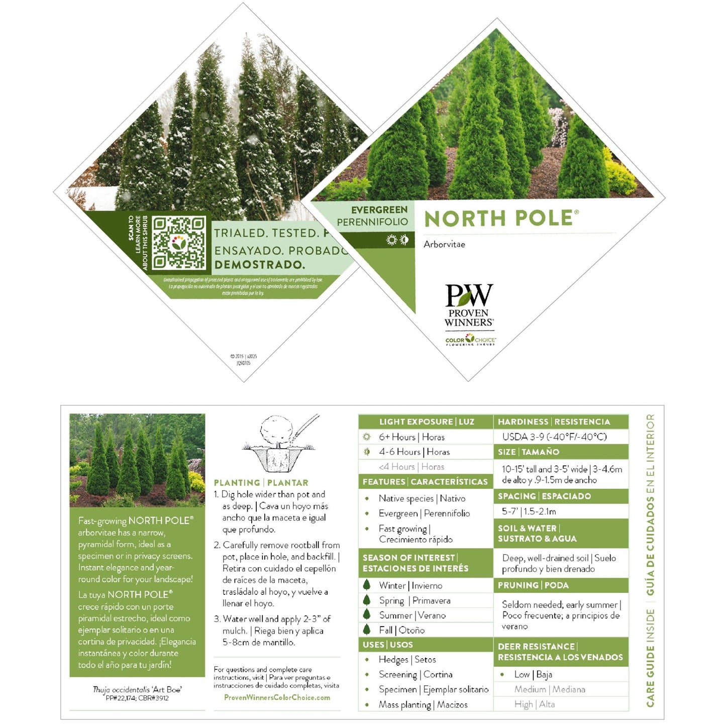 North Pole® Arborvitae (Thuja occidentalis)