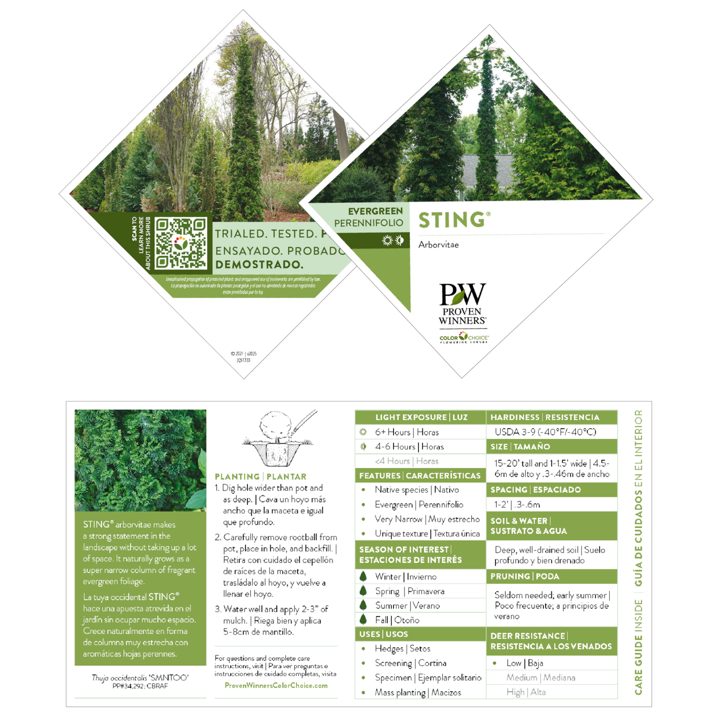 Sting® Arborvitae (Thuja occidentalis)