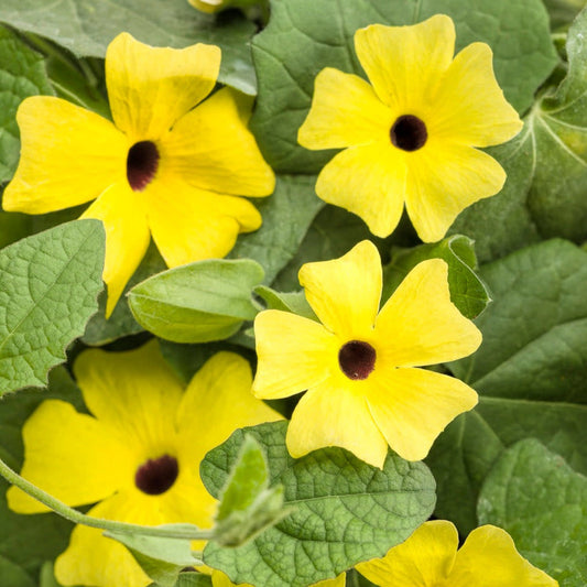 Lemon A-Peel Black-Eyed Susan Vine up close.