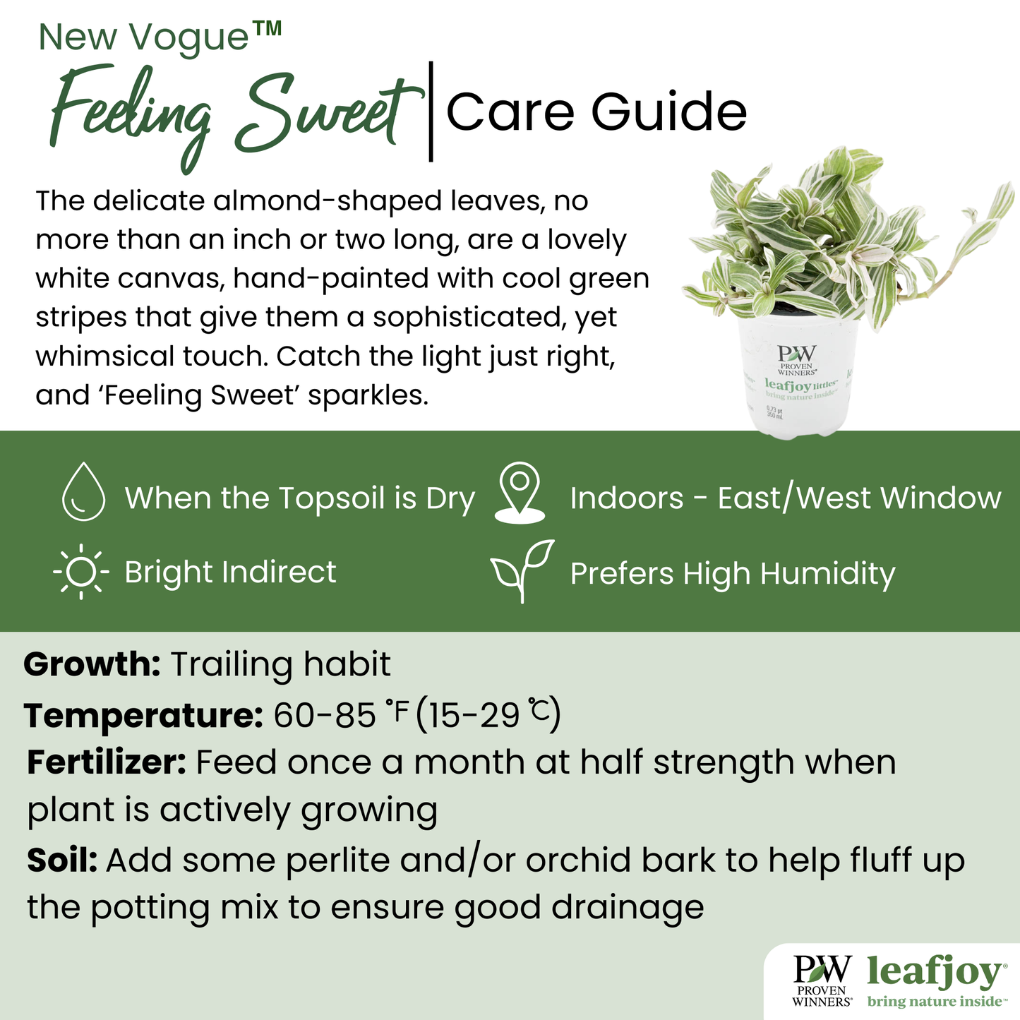 leafjoy littles™ New Vogue™ Feeling Sweet™ Inch Plant (Tradescantia hybrid)