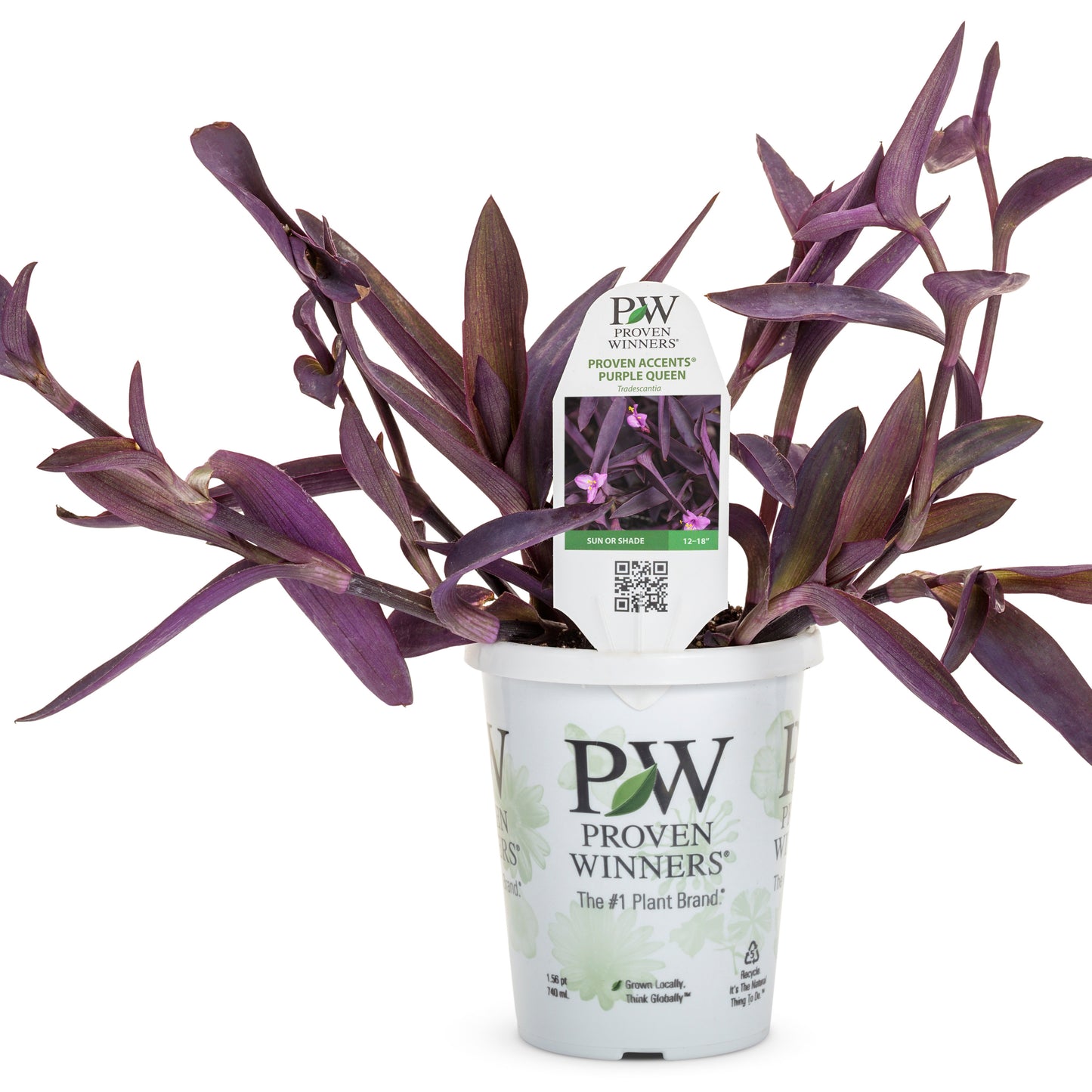 'Purple Queen' 'Purple Queen' purple spiderwort in container.