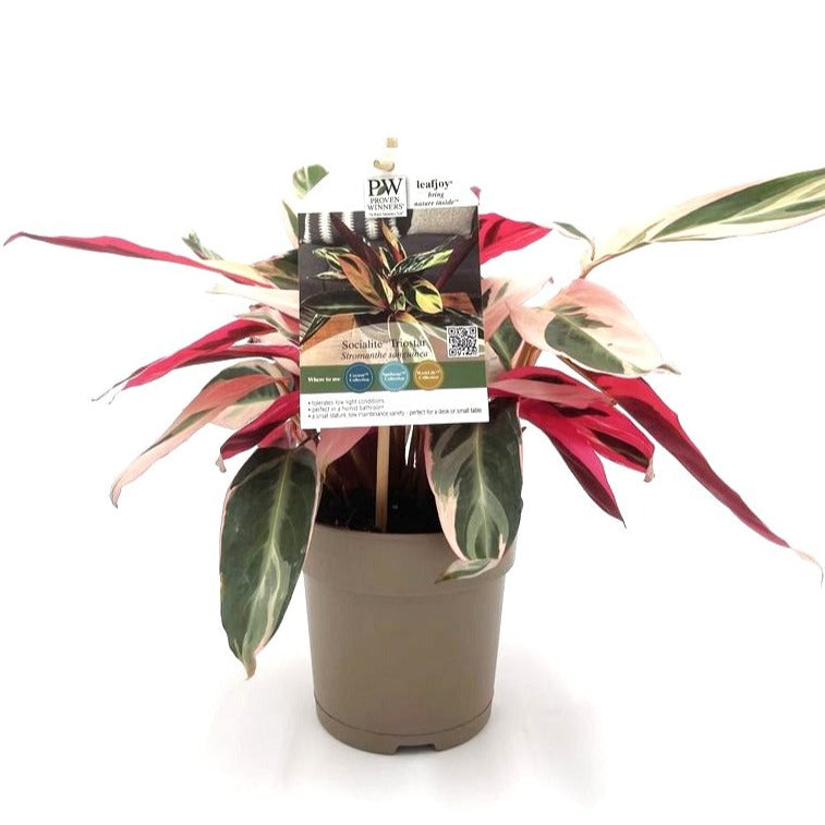 Socialite™ Trio Star (Stromanthe sanguinea)