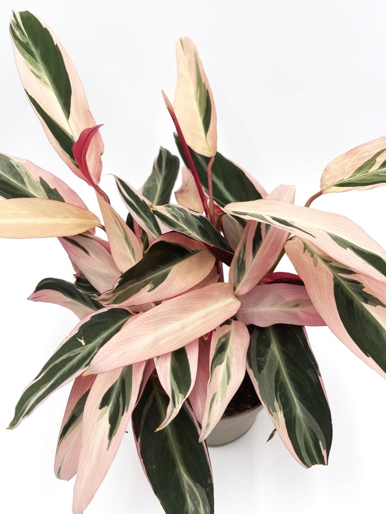 Socialite™ Trio Star (Stromanthe sanguinea)