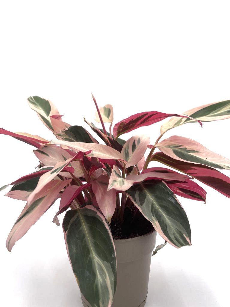 Socialite™ Trio Star (Stromanthe sanguinea)