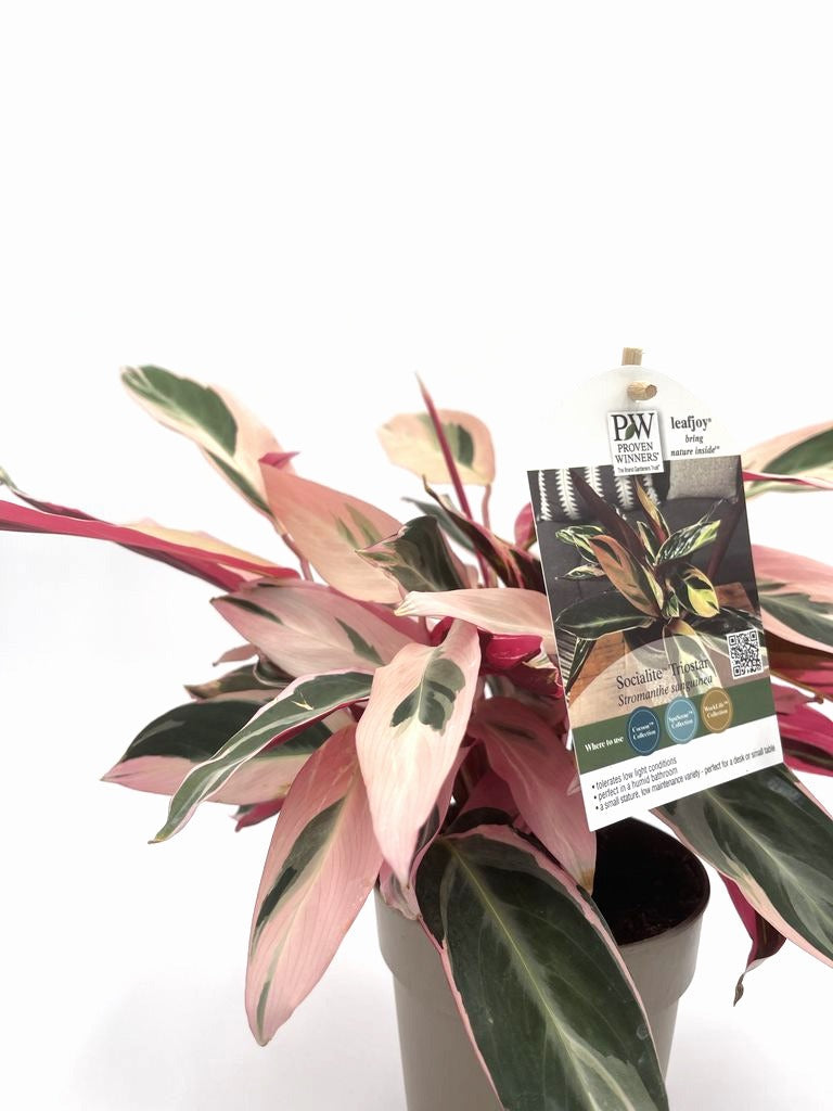 Socialite™ Trio Star (Stromanthe sanguinea)