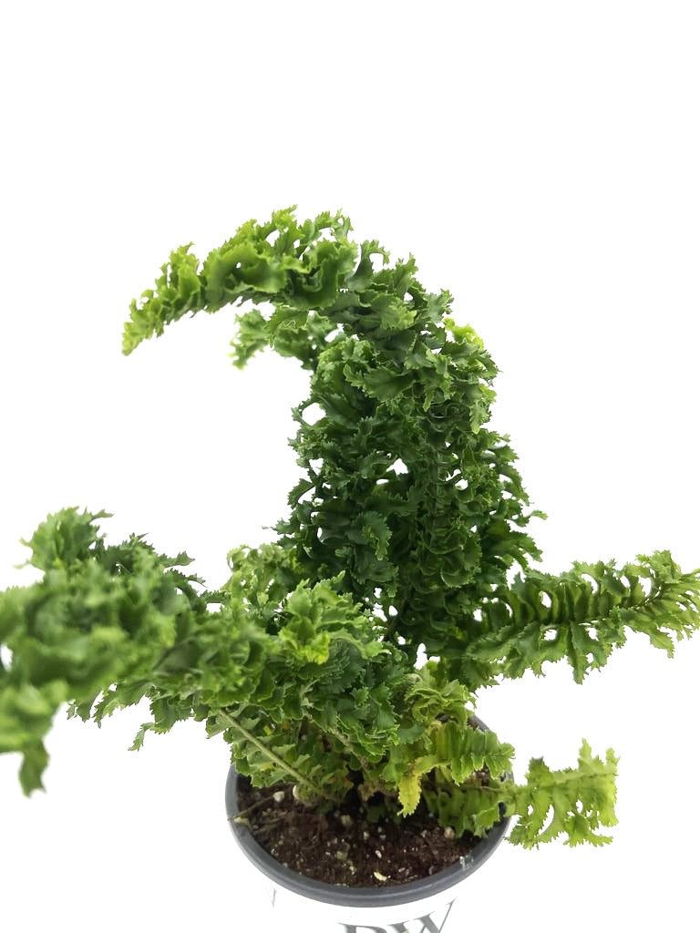 leafjoy littles™ Twirly Whirly™ Fern (Nephrolepis exaltata) - New Proven Winners® Product 2024