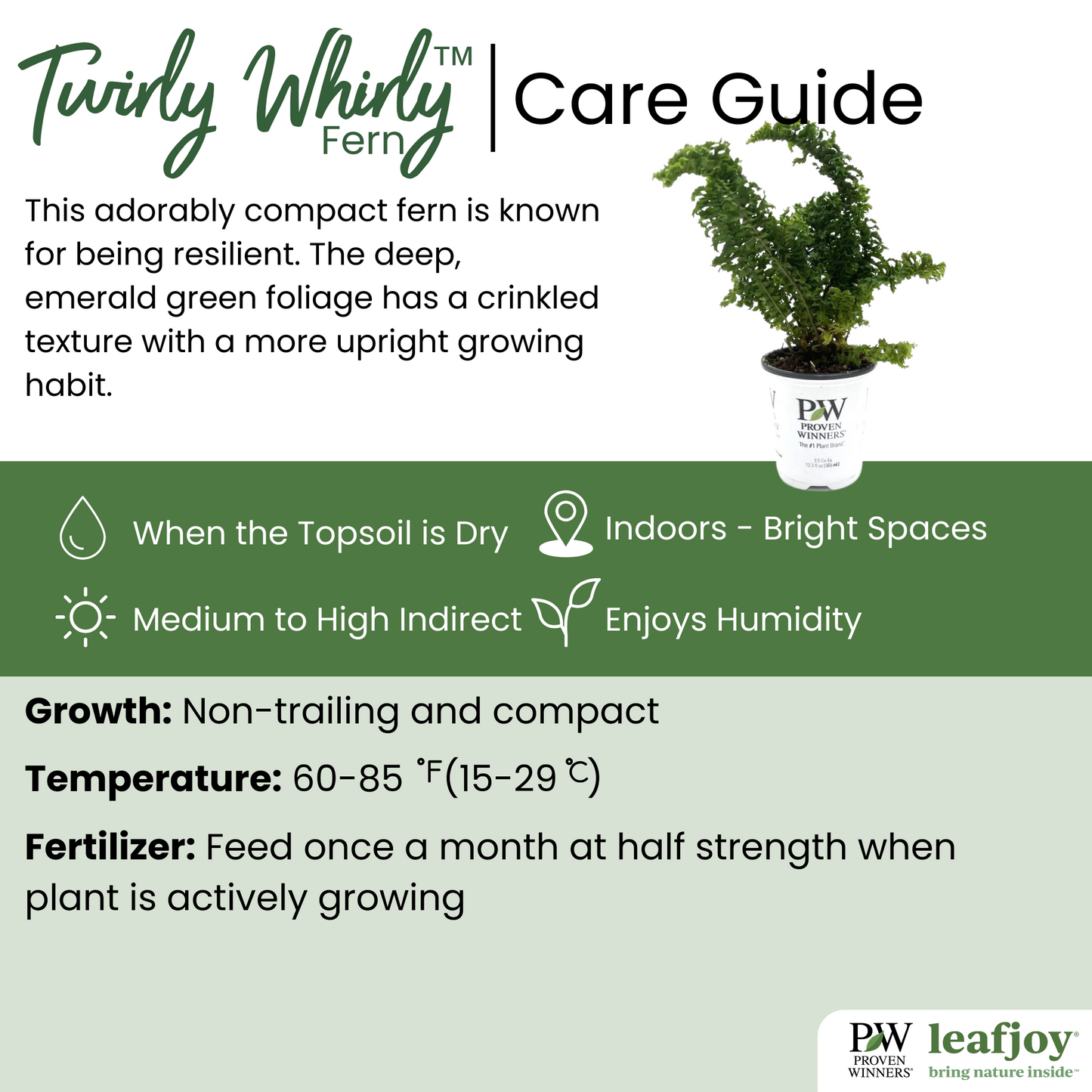 leafjoy littles™ Twirly Whirly™ Fern (Nephrolepis exaltata) - New Proven Winners® Product 2024