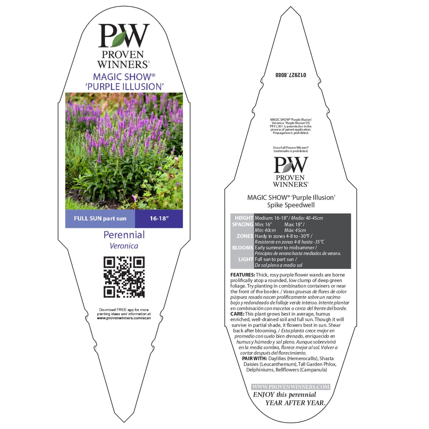 Magic Show® 'Purple Illusion' Spike Speedwell (Veronica hybrid)