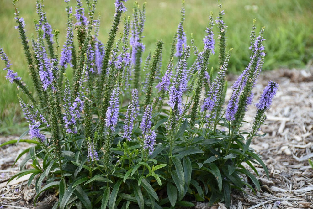Magic Show® 'Ever After' Spike Speedwell (Veronica hybrid)