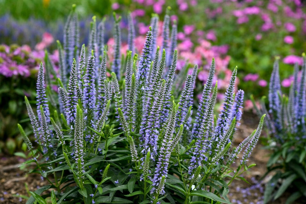 Magic Show® 'Ever After' Spike Speedwell (Veronica hybrid)