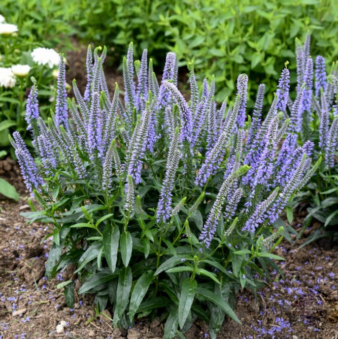 Magic Show® 'Ever After' Spike Speedwell (Veronica hybrid)