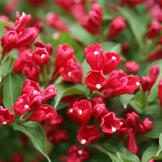 Sonic Bloom Red Reblooming Weigela up close.