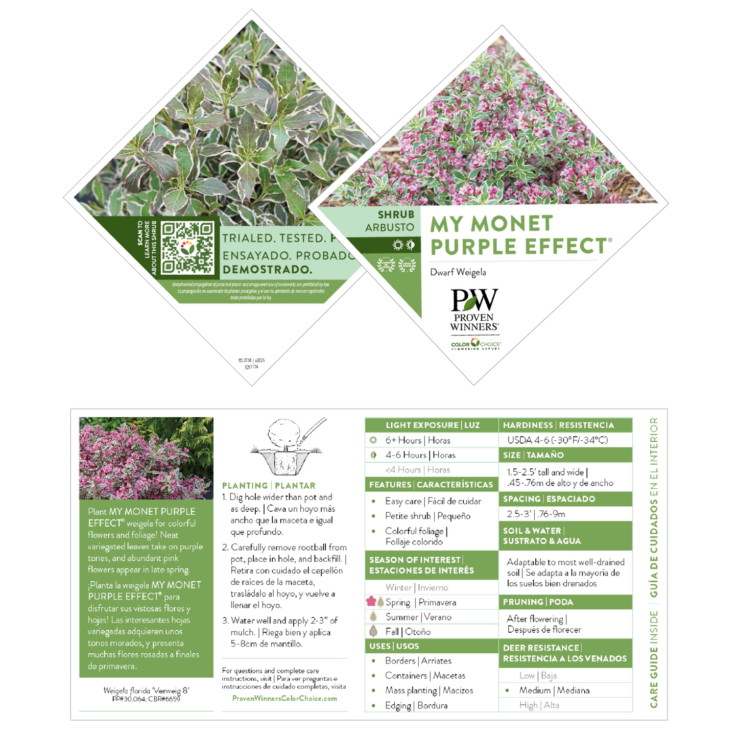 My Monet Purple Effect® Weigela (florida)