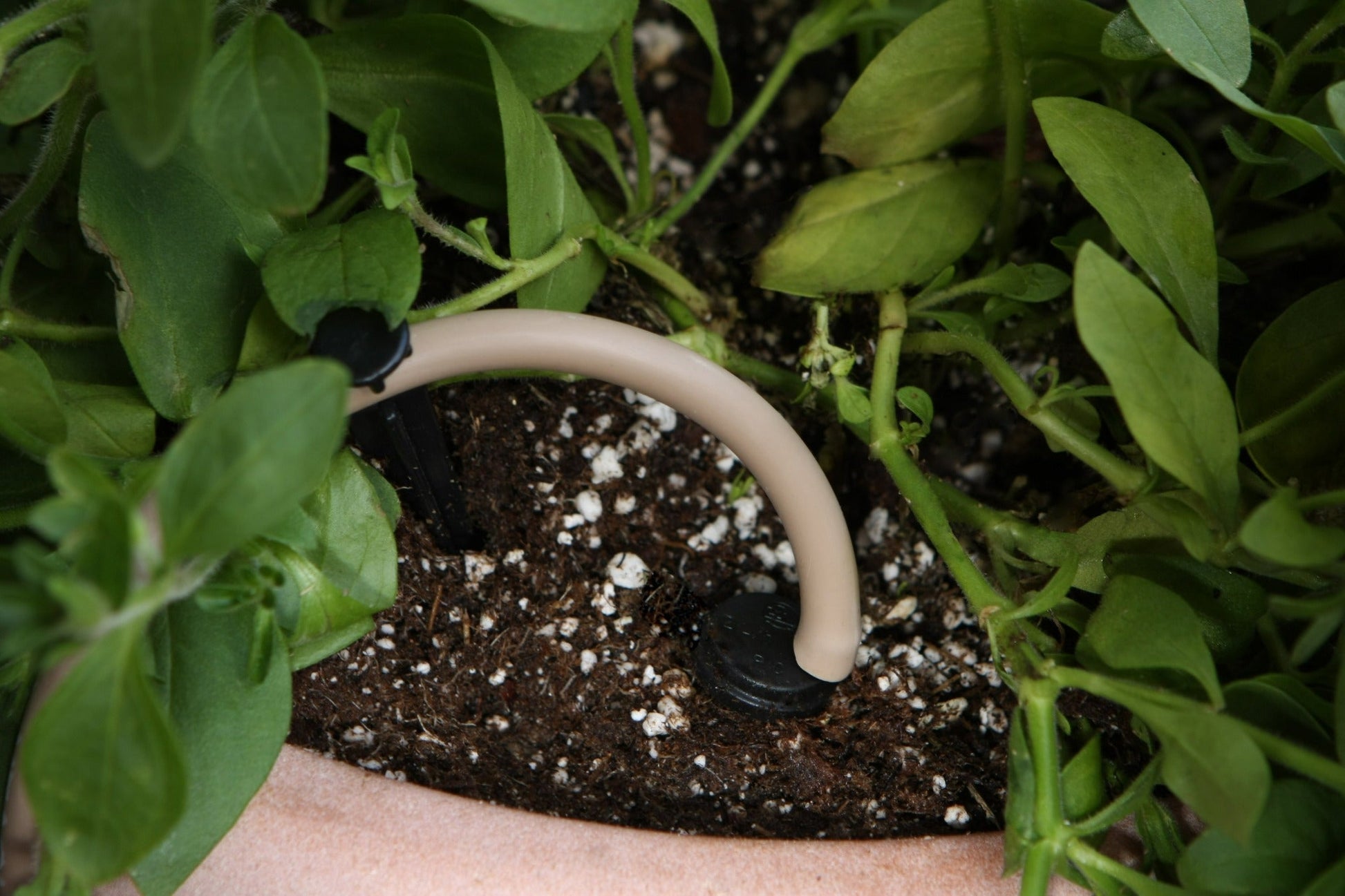 Proven Winners® Hardgoods Plants|WaterWise Drip Irrigation System 3