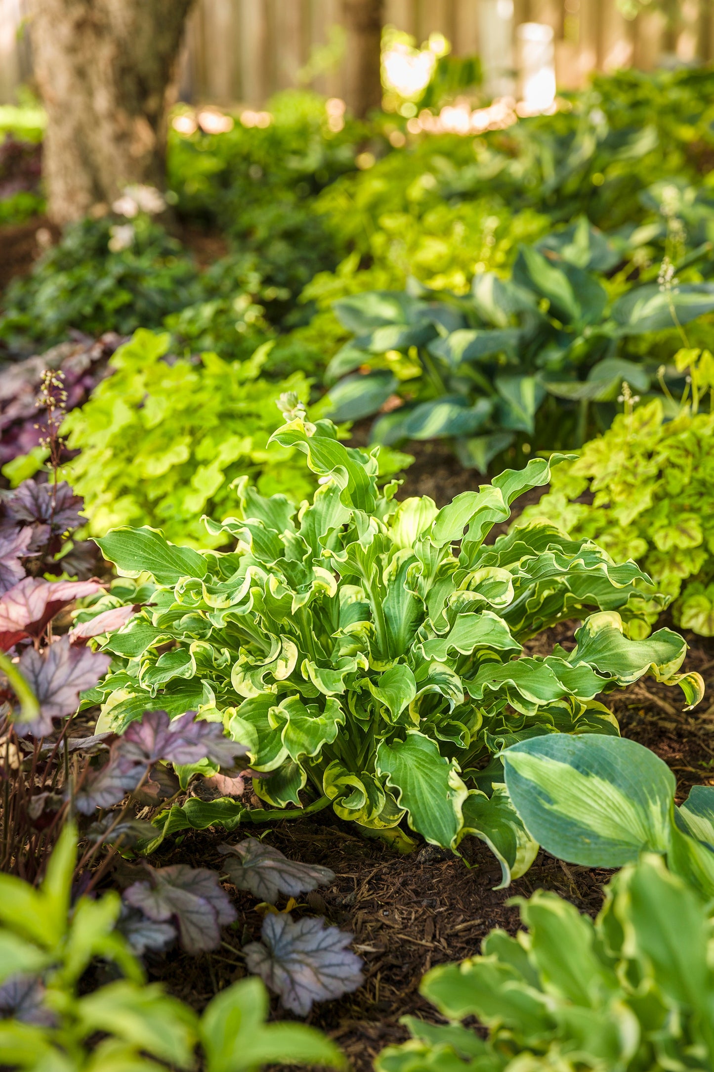 Proven Winners® Perennial Plants|Hosta - Shadowland 'Wheee!' 3