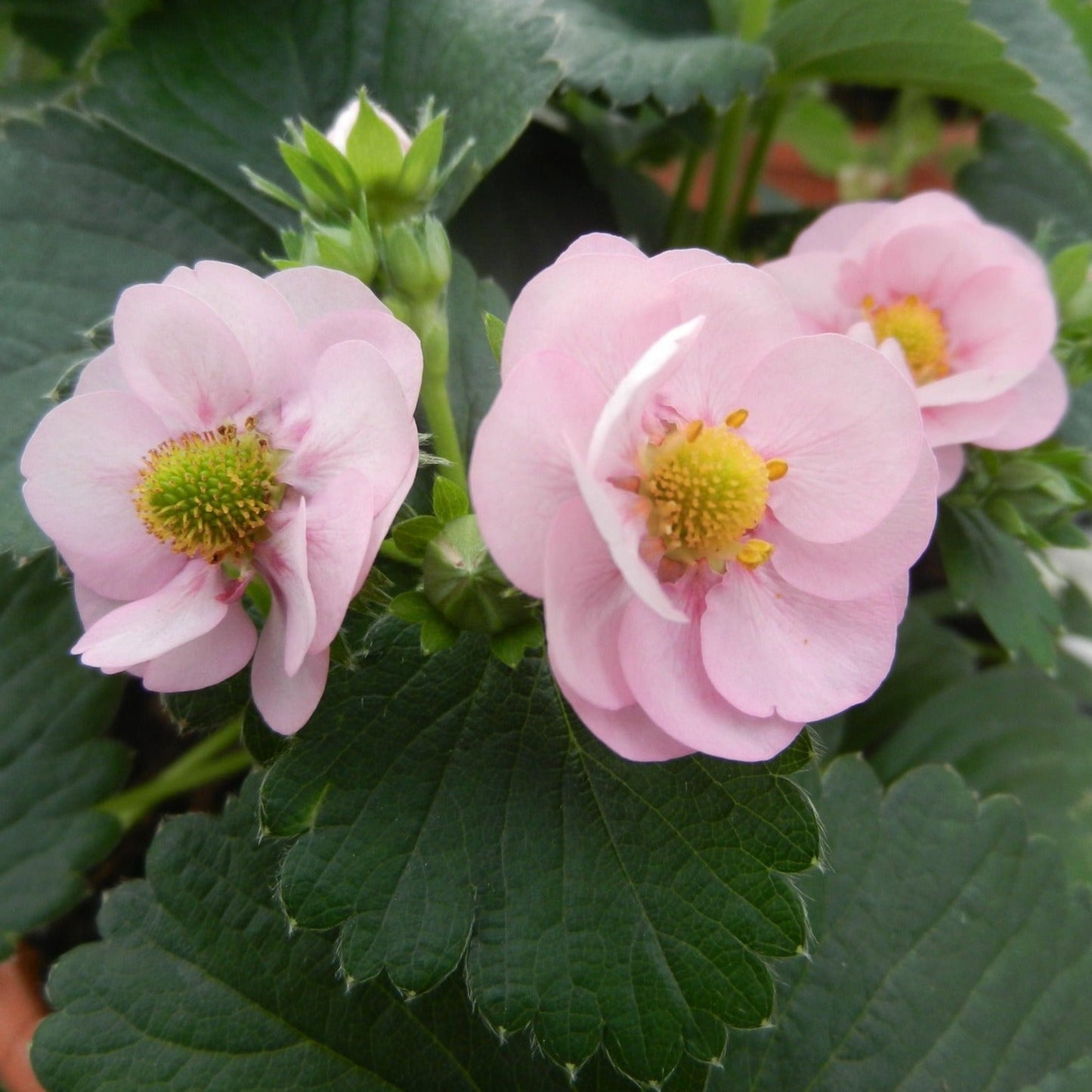 Seeds Berried Treasure® Pink Strawberry (Fragaria)
