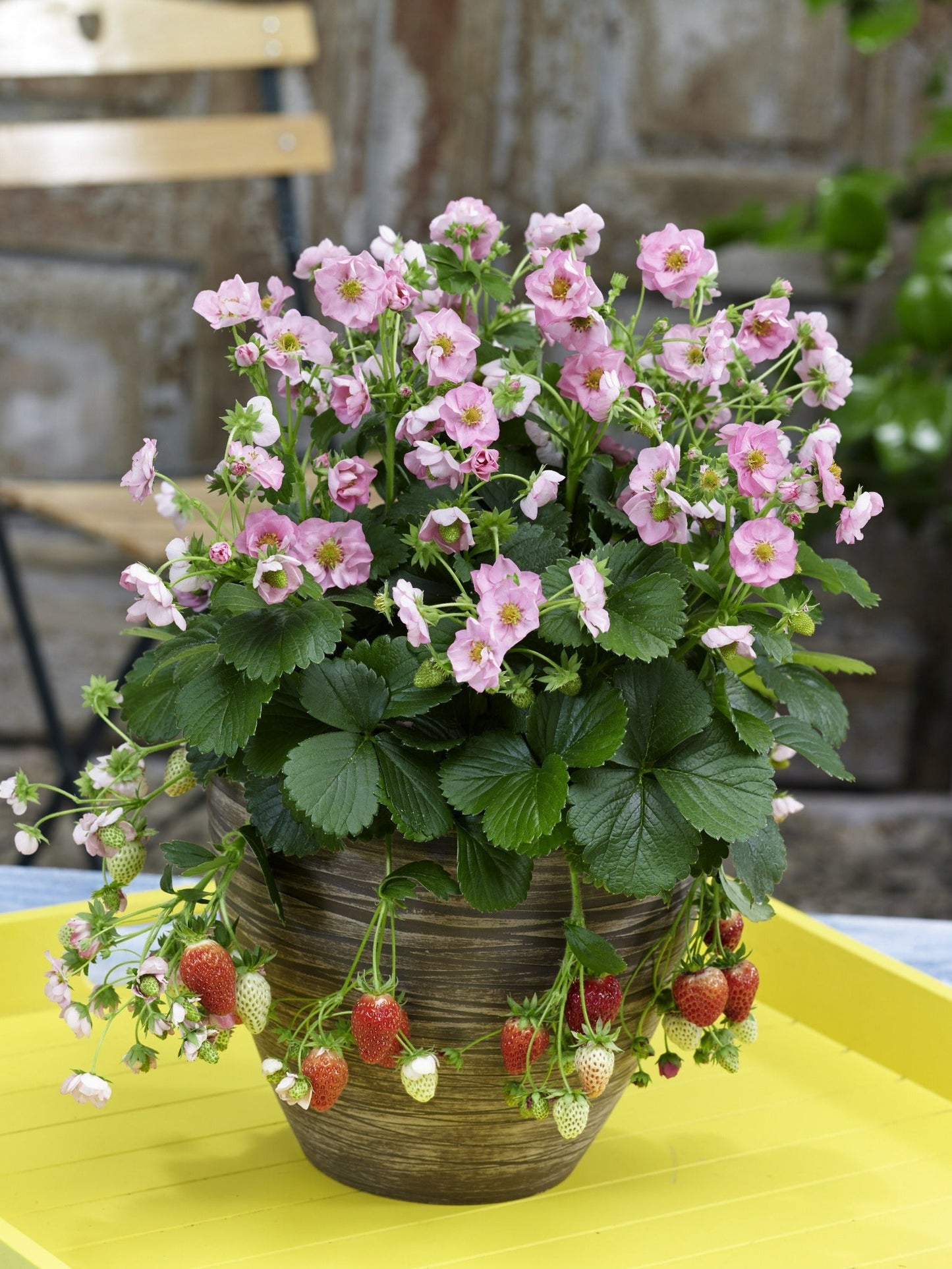 Seeds Berried Treasure® Pink Strawberry (Fragaria)