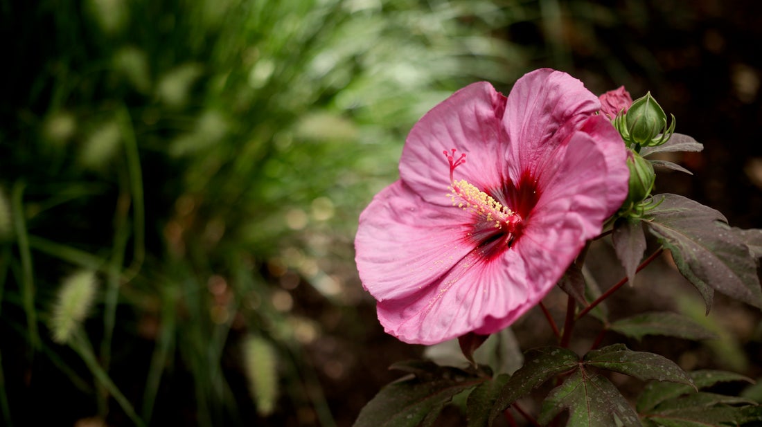 Summerific® 'Berry Awesome' Rose Mallow (Hibiscus hybrid)