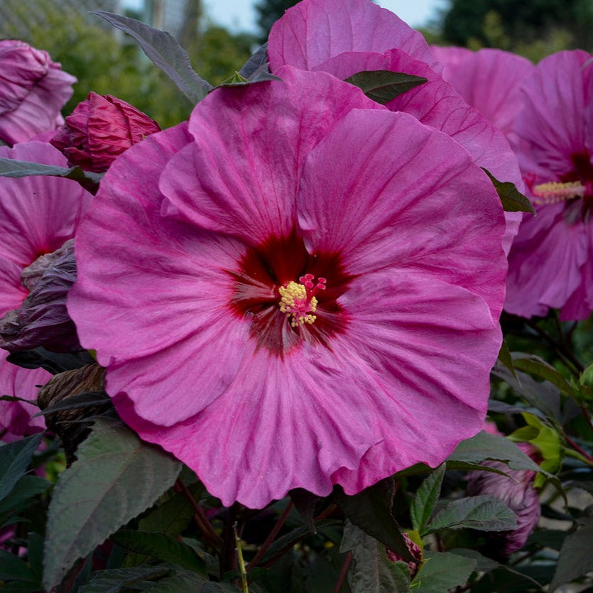 Summerific® 'Berry Awesome' Rose Mallow (Hibiscus hybrid)
