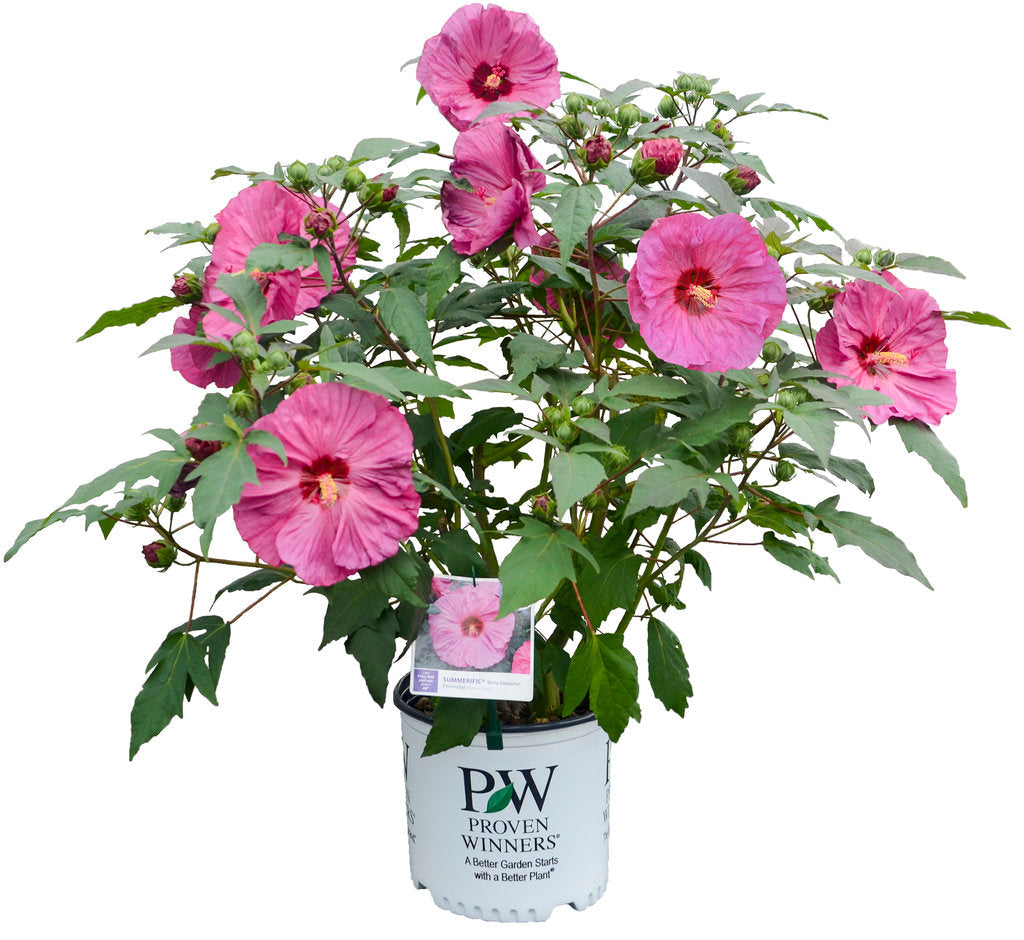 Summerific® 'Berry Awesome' Rose Mallow (Hibiscus hybrid)
