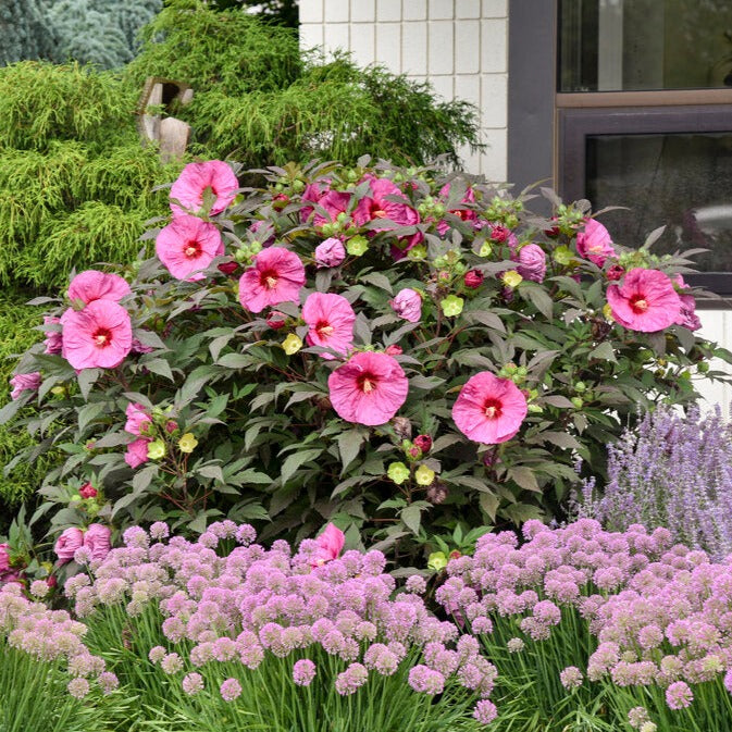 Summerific® 'Berry Awesome' Rose Mallow (Hibiscus hybrid)