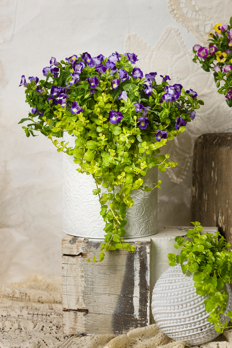 Goldilocks Creeping Jenny (Lysimachia)