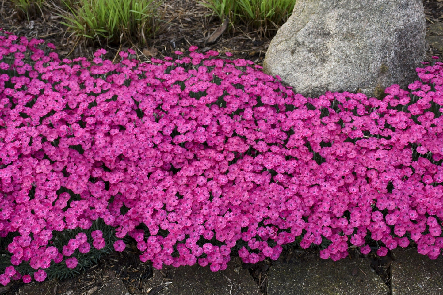 'Paint the Town Magenta' Pinks (Dianthus hybrid)