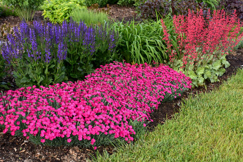 dianthus Paint the Town