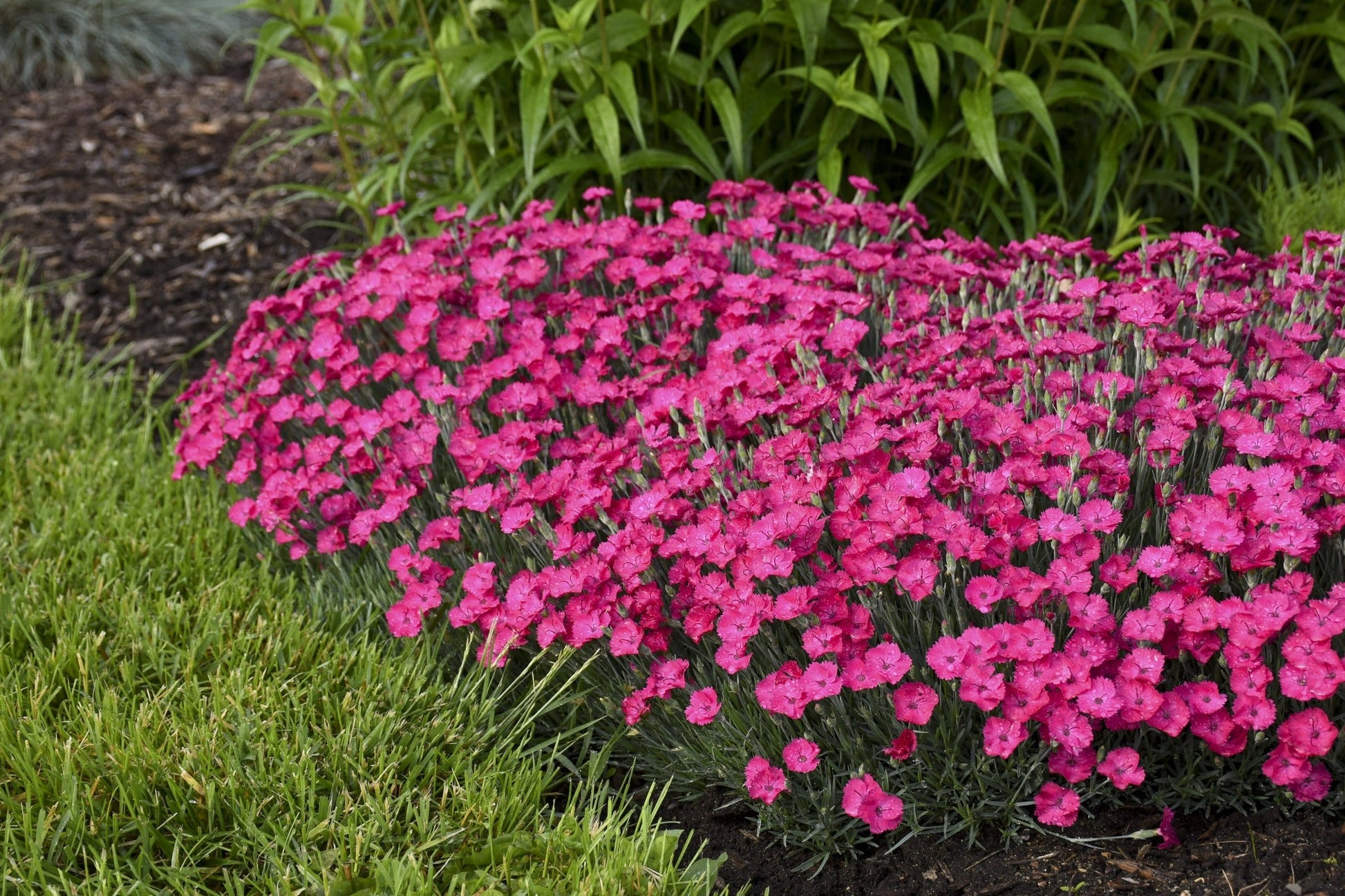 dianthus Paint the Town