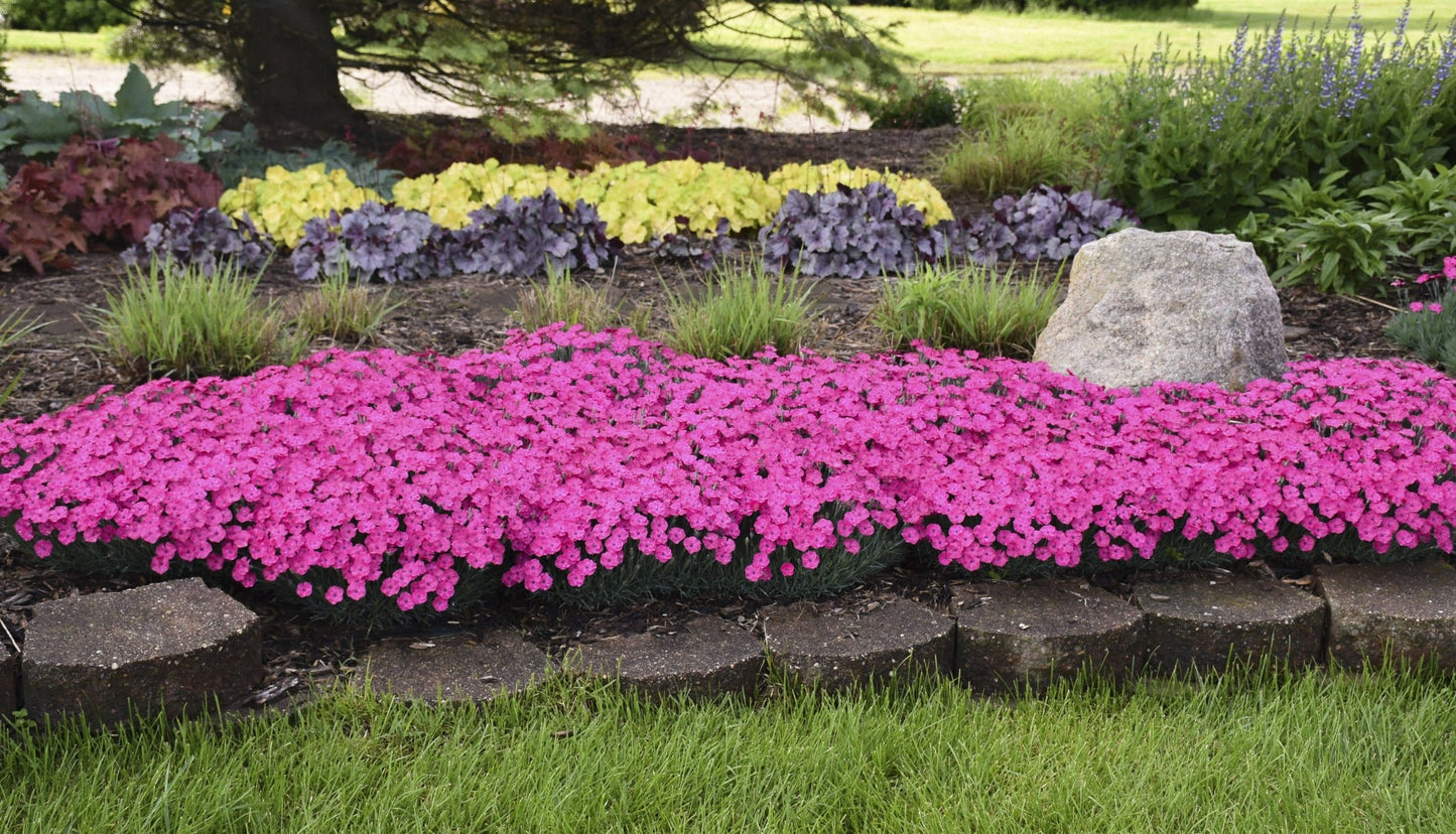 'Paint the Town Magenta' Pinks (Dianthus hybrid)