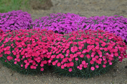 dianthus Paint the Town