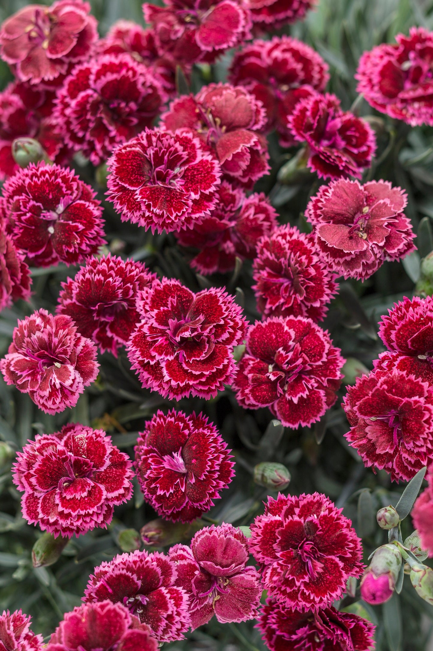 Fruit Punch® 'Black Cherry Frost' Pinks (Dianthus hybrid)